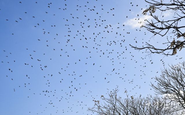 겨울철새 떼까마귀 도심 등장 [포토뉴스]