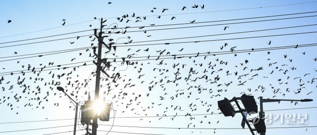 겨울철새 떼까마귀 도심 등장 [포토뉴스]