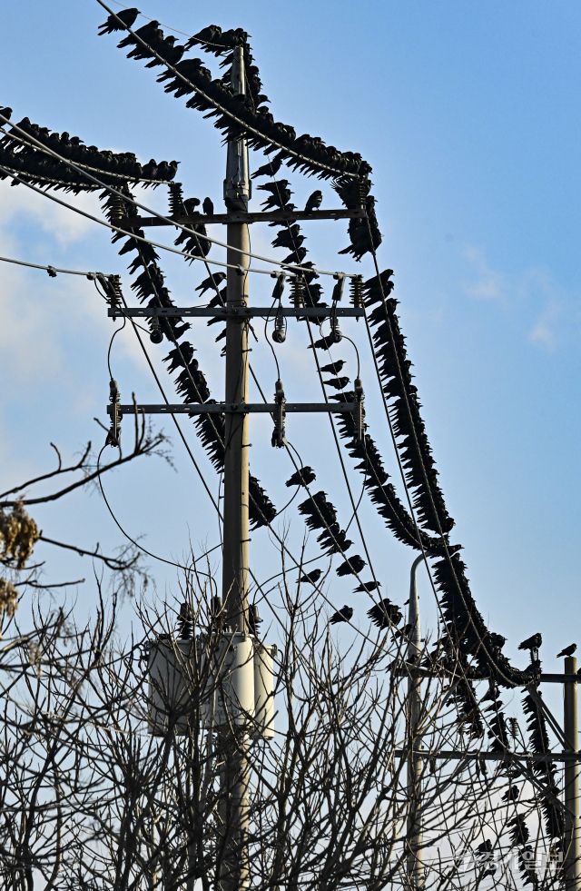 겨울철새 떼까마귀 도심 등장 [포토뉴스]