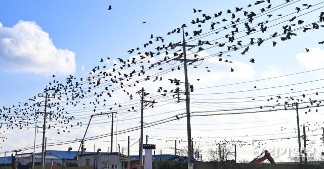 겨울철새 떼까마귀 도심 등장 [포토뉴스]