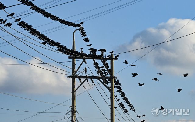 겨울철새 떼까마귀 도심 등장 [포토뉴스]