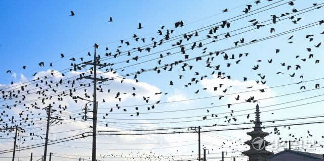 겨울철새 떼까마귀 도심 등장 [포토뉴스]