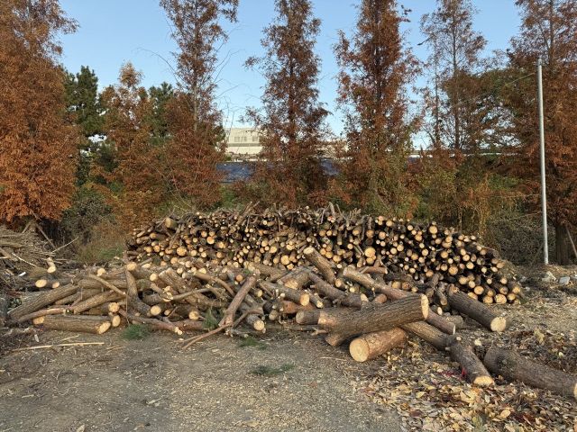 산림사업 작업지에서 수집한 입목 부산물. 인천 계양구 제공