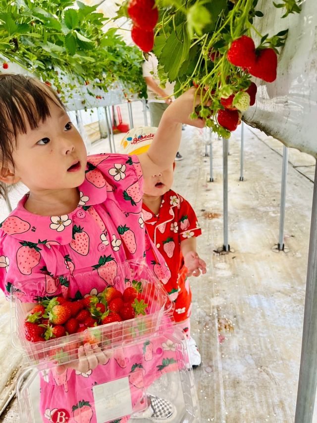 광주시가 진행 중인 지역 대표 농특산물 ‘수수락딸기’ 체험프로그램에 참여한 어린이가 딸기를 따고 있다. 광주시 제공