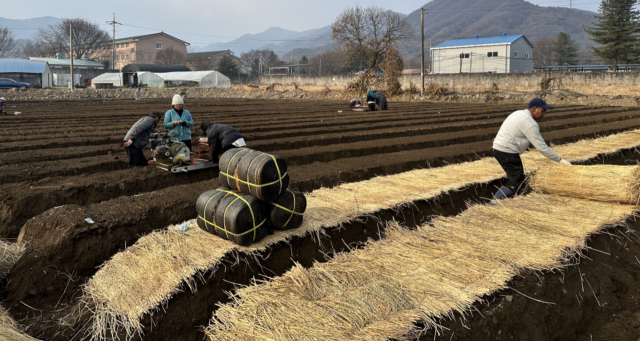 포천시 신품종 ‘금선’ 시범재배 현장. 포천시 제공