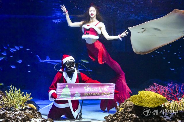 크리스마스를 사흘 앞둔 22일 오전 수원특례시 영통구 아쿠아플라넷 광교에서 산타 의상을 입은 아쿠아리스트들이 크리스마스 인사를 하고 있다. 홍기웅기자