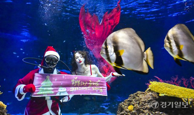 크리스마스를 사흘 앞둔 22일 오전 수원특례시 영통구 아쿠아플라넷 광교에서 산타 의상을 입은 아쿠아리스트들이 크리스마스 인사를 하고 있다. 홍기웅기자