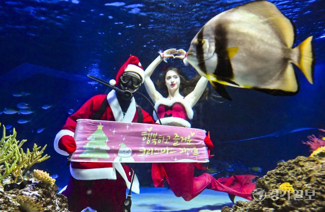 크리스마스를 사흘 앞둔 22일 오전 수원특례시 영통구 아쿠아플라넷 광교에서 산타 의상을 입은 아쿠아리스트들이 크리스마스 인사를 하고 있다. 홍기웅기자