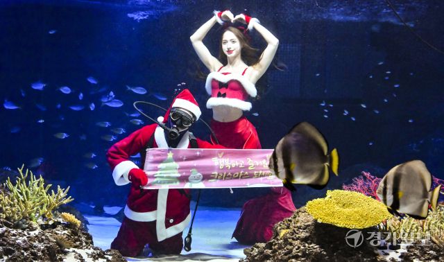 크리스마스를 사흘 앞둔 22일 오전 수원특례시 영통구 아쿠아플라넷 광교에서 산타 의상을 입은 아쿠아리스트들이 크리스마스 인사를 하고 있다. 홍기웅기자