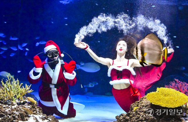 크리스마스를 사흘 앞둔 22일 오전 수원특례시 영통구 아쿠아플라넷 광교에서 산타 의상을 입은 아쿠아리스트들이 크리스마스 인사를 하고 있다. 홍기웅기자