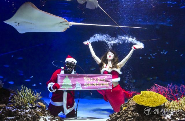 크리스마스를 사흘 앞둔 22일 오전 수원특례시 영통구 아쿠아플라넷 광교에서 산타 의상을 입은 아쿠아리스트들이 크리스마스 인사를 하고 있다. 홍기웅기자