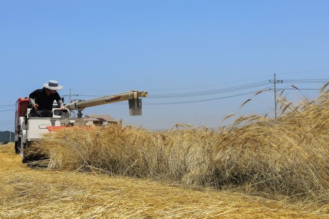 이천시농업기술센터가 지역 여건에 적합한 국내 육성 월동조사료 ‘트리티케일’을 생산(사진)해 농업기술보급혁신 우수사례 경진대회 우수상을 수상했다. 이천시 제공