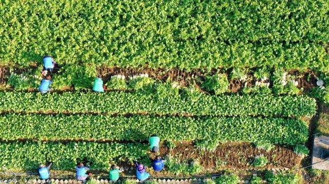 기사의 이해를 돕기 위한 이미지로 직접적 연관은 없습니다. 사진은 경기도내 한 텃밭에서 마을 주민들이 무를 수확하는 모습. 경기일보DB