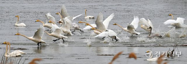 안산시 시화호 일대에 고니, 청둥오리, 기러기 등 겨울철새 수만마리가 찾아왔다. 대설인 7일 시화호 대송습지 일대에서 천연기념물 201호이자 멸종위기종 큰고니 무리가 물을 박차며 날아오르고 있다. 김시범기자