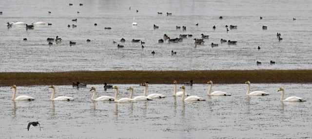 안산시 시화호 일대에 고니, 청둥오리, 기러기 등 겨울철새 수만마리가 겨울을 보내기 위해 찾아왔다. 대설인 7일 시화호 대송습지 일대에서 천연기념물 201호이자 멸종위기종 큰고니 무리가 휴식을 취하고 있다. 김시범기자
