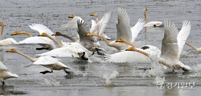 안산시 시화호 일대에 고니, 청둥오리, 기러기 등 겨울철새 수만마리가 찾아왔다. 대설인 7일 시화호 대송습지 일대에서 천연기념물 201호이자 멸종위기종 큰고니 무리가 물을 박차며 날아오르고 있다. 김시범기자