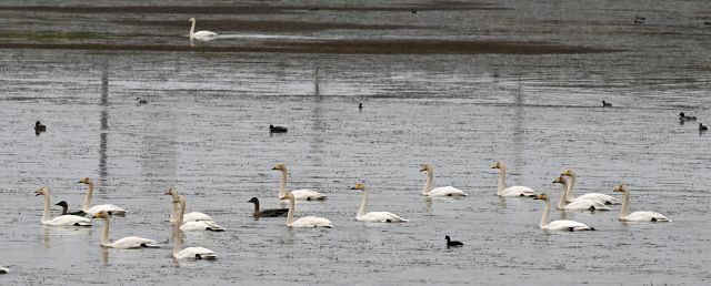 안산시 시화호 일대에 고니, 청둥오리, 기러기 등 겨울철새 수만마리가 겨울을 보내기 위해 찾아왔다. 대설인 7일 시화호 대송습지 일대에서 천연기념물 201호이자 멸종위기종 큰고니 무리가 휴식을 취하고 있다. 김시범기자