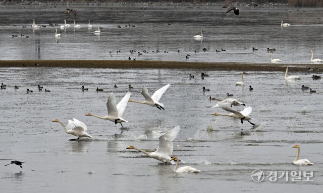 안산시 시화호 일대에 고니, 청둥오리, 기러기 등 겨울철새 수만마리가 찾아왔다. 대설인 7일 시화호 대송습지 일대에서 천연기념물 201호이자 멸종위기종 큰고니 무리가 물을 박차며 날아오르고 있다. 김시범기자