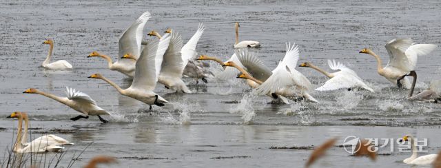 안산시 시화호 일대에 고니, 청둥오리, 기러기 등 겨울철새 수만마리가 찾아왔다. 대설인 7일 시화호 대송습지 일대에서 천연기념물 201호이자 멸종위기종 큰고니 무리가 물을 박차며 날아오르고 있다. 김시범기자