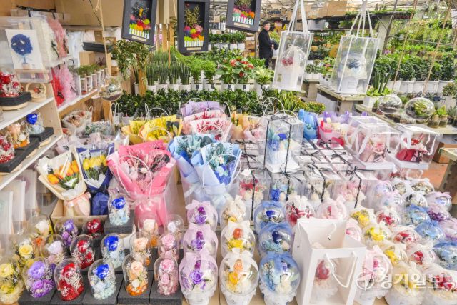 생화, 꽃다발 가격 상승으로 화훼단지 울상 [포토뉴스]