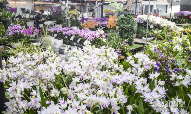 생화, 꽃다발 가격 상승으로 화훼단지 울상 [포토뉴스]