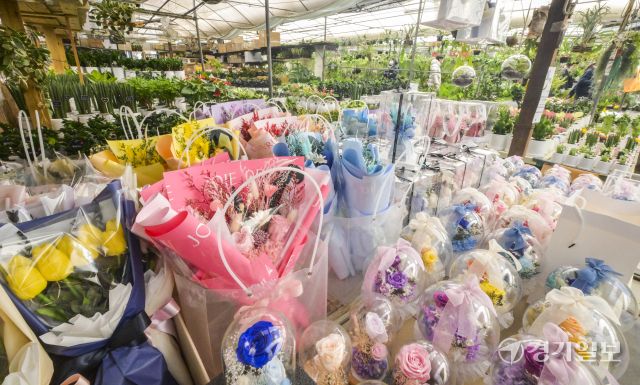 생화, 꽃다발 가격 상승으로 화훼단지 울상 [포토뉴스]