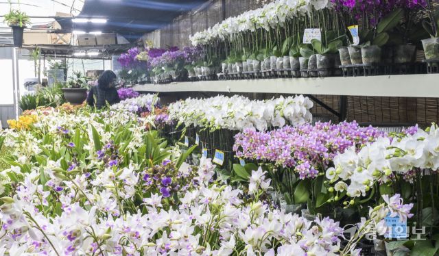생화, 꽃다발 가격 상승으로 화훼단지 울상 [포토뉴스]