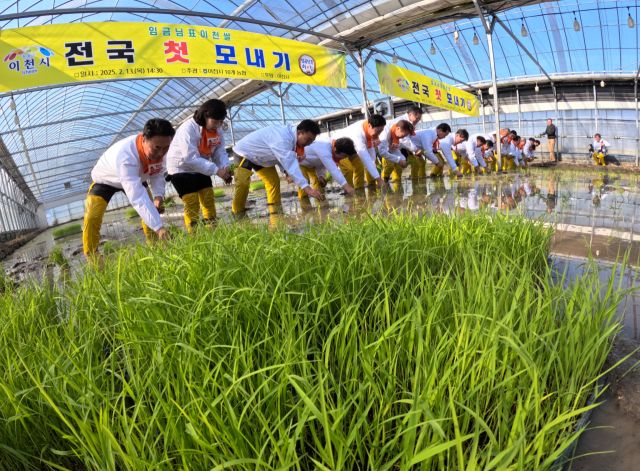 13일 이천시 호법면 한 비닐하우스 논에서 열린 '임금님표 이천쌀 전국 첫 모내기' 행사에서 참석자들이 모를 심고 있다.조주현기자