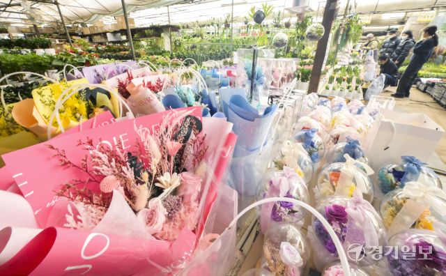 생화, 꽃다발 가격 상승으로 화훼단지 울상 [포토뉴스]