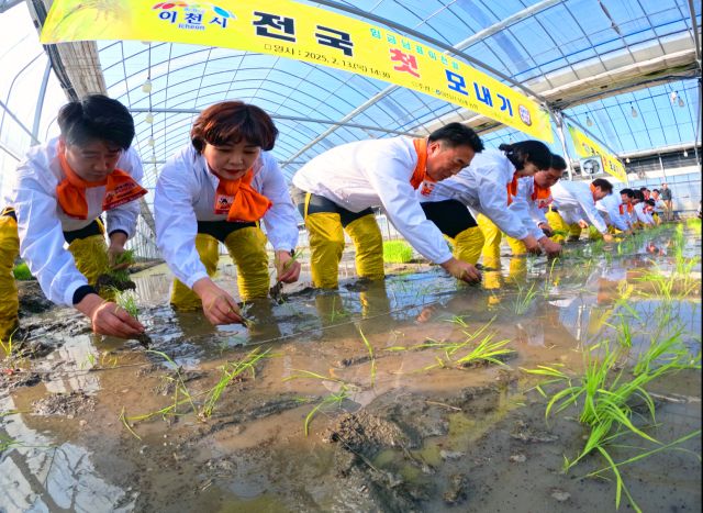 13일 이천시 호법면 한 비닐하우스 논에서 열린 '임금님표 이천쌀 전국 첫 모내기' 행사에서 참석자들이 모를 심고 있다.조주현기자