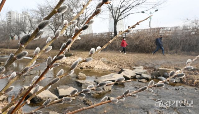 포근한 날씨를 보인 16일 인천 남동구 장수천 길가에 피어난 버들강아지가 봄의 시작을 알리고 있다. 조병석기자