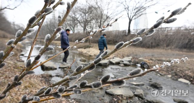 포근한 날씨를 보인 16일 인천 남동구 장수천 길가에 피어난 버들강아지가 봄의 시작을 알리고 있다. 조병석기자