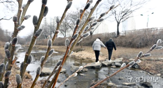 포근한 날씨를 보인 16일 인천 남동구 장수천 길가에 피어난 버들강아지가 봄의 시작을 알리고 있다. 조병석기자