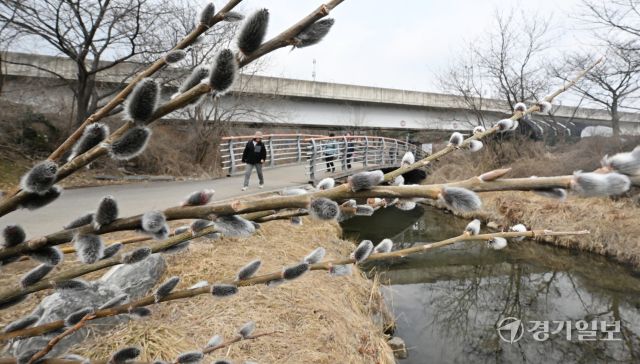 포근한 날씨를 보인 16일 인천 남동구 장수천 길가에 피어난 버들강아지가 봄의 시작을 알리고 있다. 조병석기자