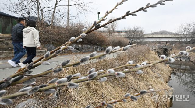 포근한 날씨를 보인 16일 인천 남동구 장수천 길가에 피어난 버들강아지가 봄의 시작을 알리고 있다. 조병석기자