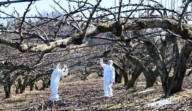 경기도농업기술원이 ‘과수화상병’ 사전 예방 중점 기간을 운영하고 있는 가운데 18일 오후 평택시 월곡동 한 과수농가에서 시 농업기술센터 기술보급과 원예특작팀 직원들이 과수화상병 예찰활동을 벌이고 있다. 김시범기자