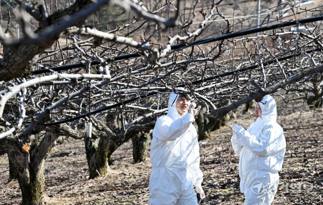 경기도농업기술원이 ‘과수화상병’ 사전 예방 중점 기간을 운영하고 있는 가운데 18일 오후 평택시 월곡동 한 과수농가에서 시 농업기술센터 기술보급과 원예특작팀 직원들이 과수화상병 예찰활동을 벌이고 있다. 김시범기자