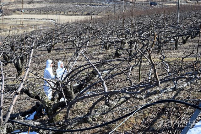 경기도농업기술원이 ‘과수화상병’ 사전 예방 중점 기간을 운영하고 있는 가운데 18일 오후 평택시 월곡동 한 과수농가에서 시 농업기술센터 기술보급과 원예특작팀 직원들이 과수화상병 예찰활동을 벌이고 있다. 김시범기자
