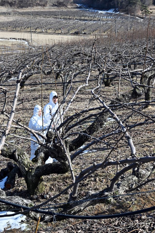 경기도농업기술원이 ‘과수화상병’ 사전 예방 중점 기간을 운영하고 있는 가운데 18일 오후 평택시 월곡동 한 과수농가에서 시 농업기술센터 기술보급과 원예특작팀 직원들이 과수화상병 예찰활동을 벌이고 있다. 김시범기자