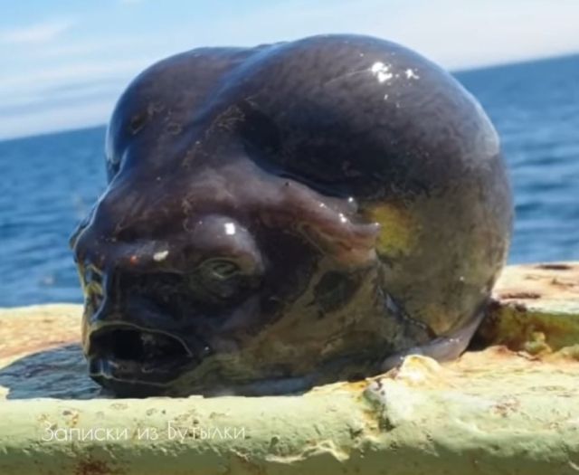 러시아 어부 로만 페도르초프가 건져 올린 뚝지. SNS 캡처