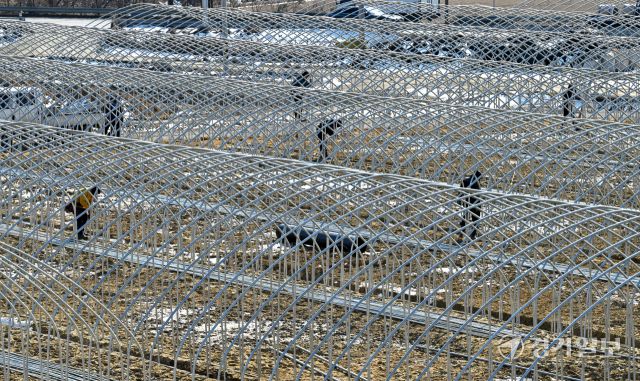 경기지역에 한파가 계속된 5일 오후 화성특례시 비봉면 한 들녘에서 인부들이 비닐하우스를 설치하며 봄농사 준비를 하고 있다. 김시범기자