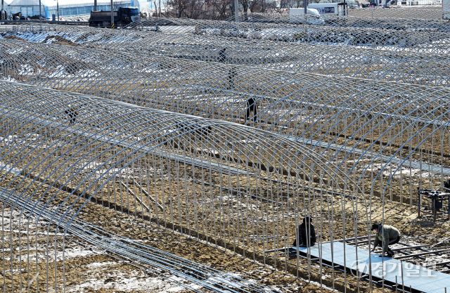 경기지역에 한파가 계속된 5일 오후 화성특례시 비봉면 한 들녘에서 인부들이 비닐하우스를 설치하며 봄농사 준비를 하고 있다. 김시범기자
