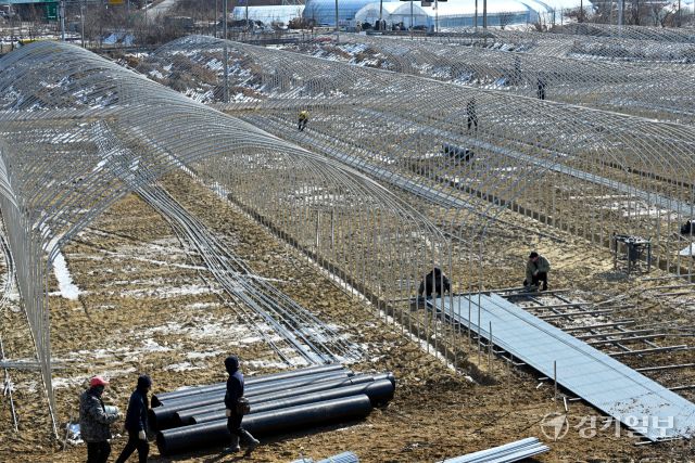 경기지역에 한파가 계속된 5일 오후 화성특례시 비봉면 한 들녘에서 인부들이 비닐하우스를 설치하며 봄농사 준비를 하고 있다. 김시범기자