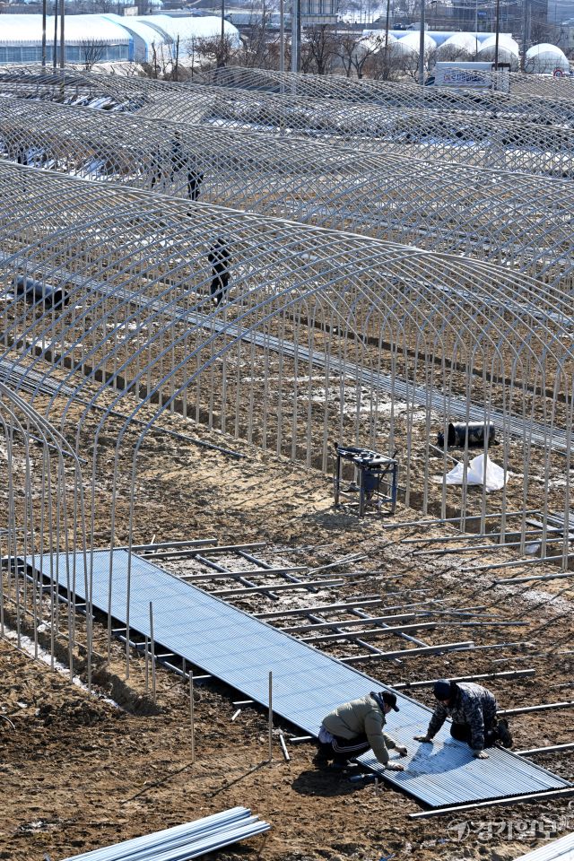 경기지역에 한파가 계속된 5일 오후 화성특례시 비봉면 한 들녘에서 인부들이 비닐하우스를 설치하며 봄농사 준비를 하고 있다. 김시범기자