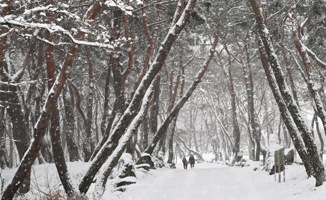 경남 거창군 동호숲에 눈이 내리고 있다. 연합뉴스