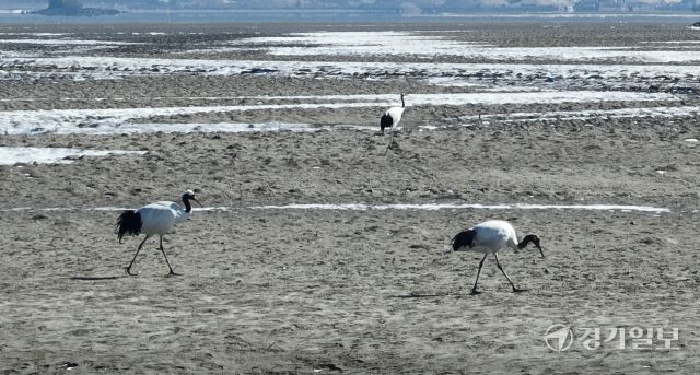 인천 갯벌에서 겨울을 나는 두루미들이 9일 강화군 동검도 인근 갯벌에서 먹이활동을 하고 있다. 인천두루미네트워크에 따르면 인천 갯벌을 찾아와 겨울을 보낸 뒤 번식지인 시베리아로 이동하는 천연기념물인 두루미는 올해 74마리로 역대 가장 많이 관찰됐다.조병석기자