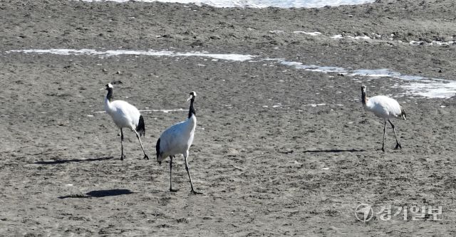 인천 갯벌에서 겨울을 나는 두루미들이 9일 강화군 동검도 인근 갯벌에서 먹이활동을 하고 있다. 인천두루미네트워크에 따르면 인천 갯벌을 찾아와 겨울을 보낸 뒤 번식지인 시베리아로 이동하는 천연기념물인 두루미는 올해 74마리로 역대 가장 많이 관찰됐다.조병석기자