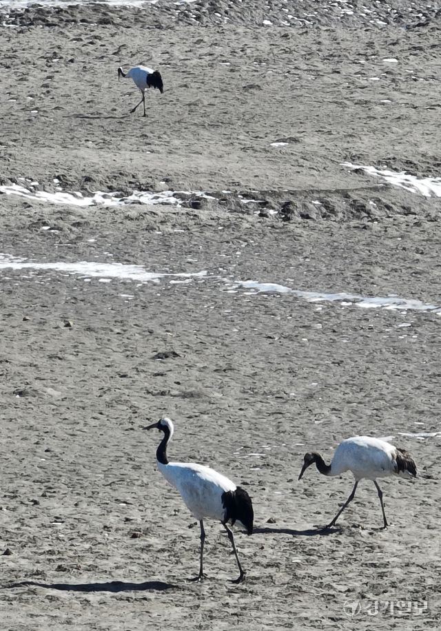 인천 갯벌에서 겨울을 나는 두루미들이 9일 강화군 동검도 인근 갯벌에서 먹이활동을 하고 있다. 인천두루미네트워크에 따르면 인천 갯벌을 찾아와 겨울을 보낸 뒤 번식지인 시베리아로 이동하는 천연기념물인 두루미는 올해 74마리로 역대 가장 많이 관찰됐다.조병석기자