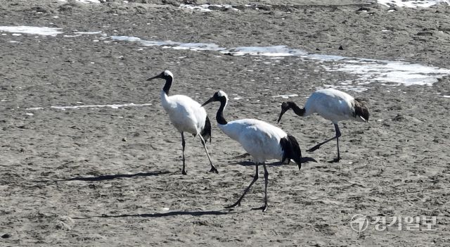 인천 갯벌에서 겨울을 나는 두루미들이 9일 강화군 동검도 인근 갯벌에서 먹이활동을 하고 있다. 인천두루미네트워크에 따르면 인천 갯벌을 찾아와 겨울을 보낸 뒤 번식지인 시베리아로 이동하는 천연기념물인 두루미는 올해 74마리로 역대 가장 많이 관찰됐다.조병석기자