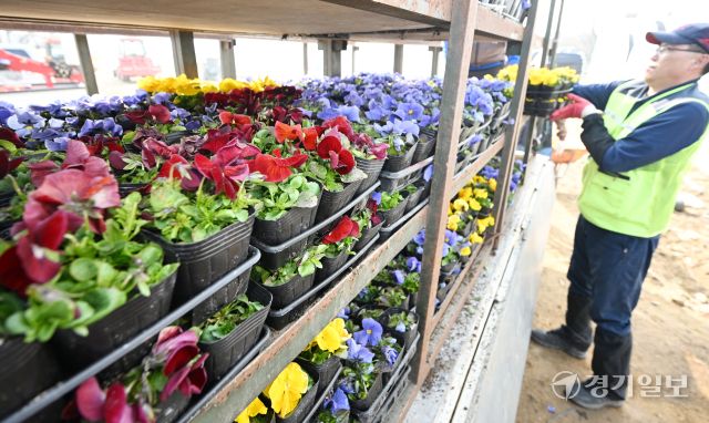 10일 인천시 서구 연희동 계양공원사업소에서 직원들이 봄철 도시미화작업에 사용될 팬지꽃 출하 작업을 하고 있다.조병석기자